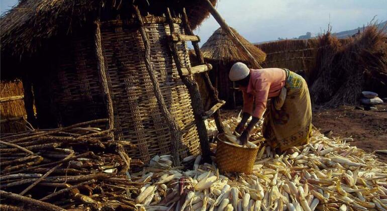 Uma mulher vestida de camisa rosa e saia com padrões está classificando milho num acampamento de refugiados em Moçambique, cercado por capas tradicionais de palha e pilhas de milho seco.