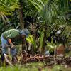 Un agriculteur du sud de Bahia, au Brésil, s'occupe d'un système d'agroforesterie, travaillant au milieu de la végétation tropicale luxuriante et des palmiers.