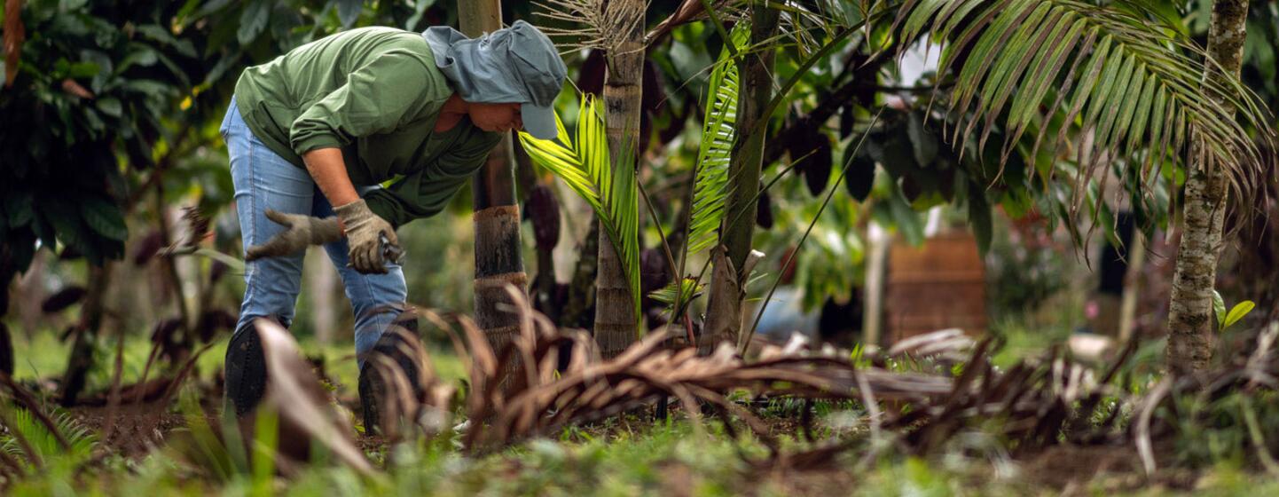 Un agriculteur du sud de Bahia, au Brésil, s'occupe d'un système d'agroforesterie, travaillant au milieu de la végétation tropicale luxuriante et des palmiers.