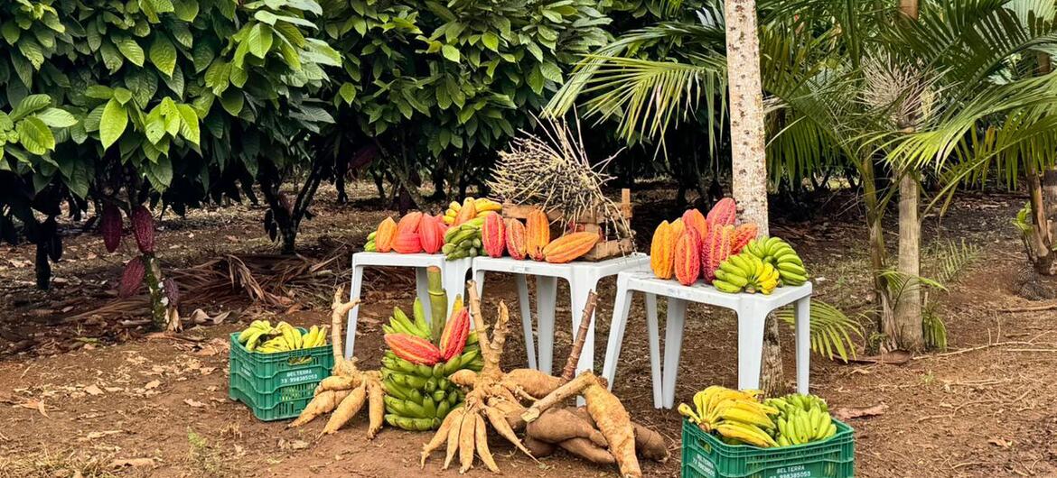 Выставка на открытом воздухе, демонстрирующая продукты агролесоводства, включая касову, банан и какао в южной Бахии, Бразилия.