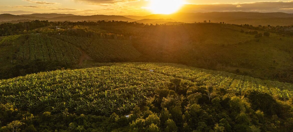 Vista aérea de una granja agroforestal de cacao en el sur de Bahía, Brasil, capturada durante una puesta de sol dorada.