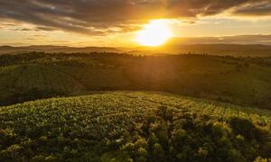 Aerial view of a cacao agroforestry farm in southern Bahia, Brazil, captured during a golden sunset.