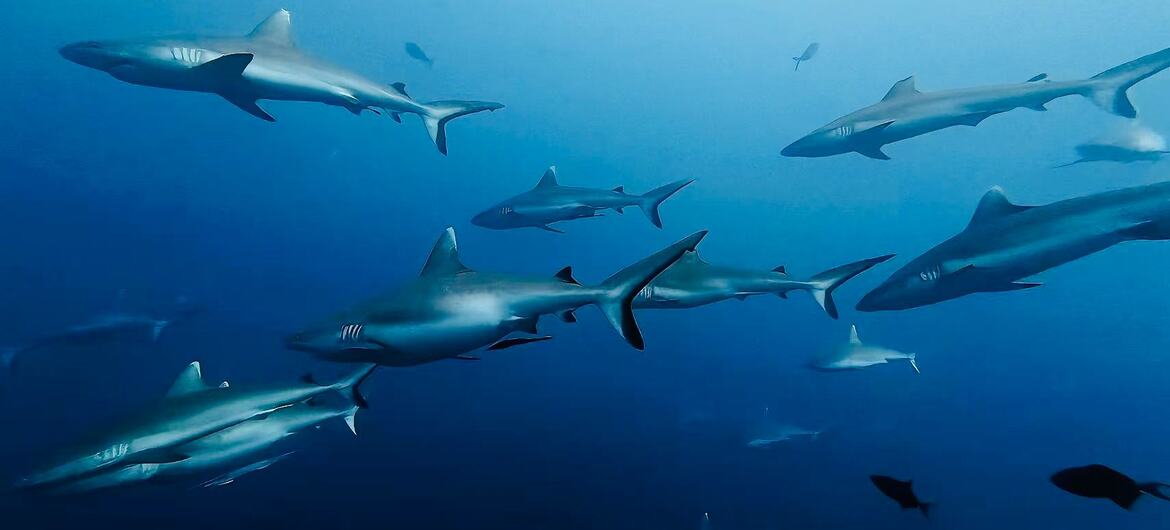 A school of sharks swimming in deep blue ocean water.