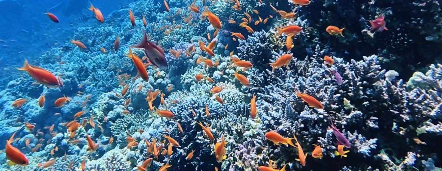 Un récif corallien vibrant grouillant d'un banc de poissons tropicaux orange dans l'océan.