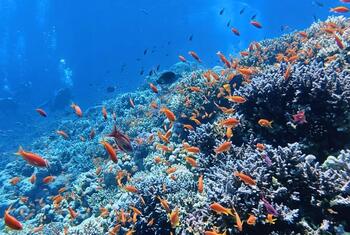 Un récif corallien vibrant grouillant d'un banc de poissons tropicaux orange dans l'océan.