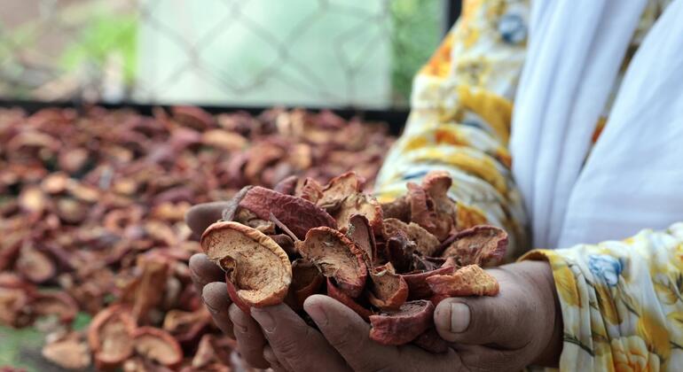 Близкий снимок рук фермера, держащего горсть сушеных яблочных кусочков, с более сушеными яблоками, разбросанными на заднем плане.