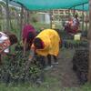 Wanawake huko Narok, Kenya, wanatunza miche ya miti chini ya mnara wa kijani kibichi kama sehemu ya mradi wa kuhifadhi misitu unaoungwa mkono na UNDP.