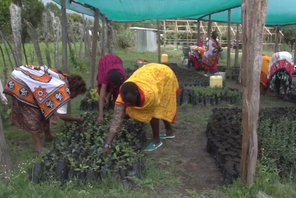 Wanawake huko Narok, Kenya, wanatunza miche ya miti chini ya mnara wa kijani kibichi kama sehemu ya mradi wa kuhifadhi misitu unaoungwa mkono na UNDP.