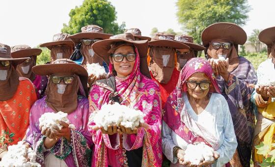 Kikundi cha wanawake wa Pakistan wanaofanya kazi ya pamba katika shamba, wakiongozwa na Hafeeza Mai, aliyekuwa mfanyakazi wa zamani wa watoto, wanabeba pamba. Wanavaa kofia za kinga na miwani.