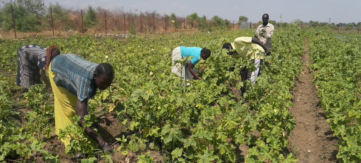 Des agriculteurs africains travaillant dans un champ au Soudan du Sud dans le cadre d'un projet agricole du PNUD dans le cadre de l'initiative IBSA.