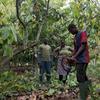 Wafanyakazi watatu Waafrika kwenye shamba la kakao huko Côte d'Ivoire, na mwanamume mmoja akitumia mashine ya kukata mabua ya mawe huku wengine wawili wakitazama.