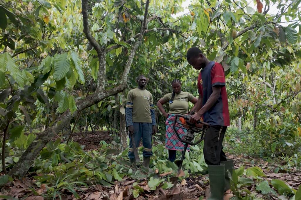 Trois ouvriers africains dans une ferme de cacao en Côte d'Ivoire, avec un homme qui utilise une débroussailleuse motorisée tandis que deux autres observent.