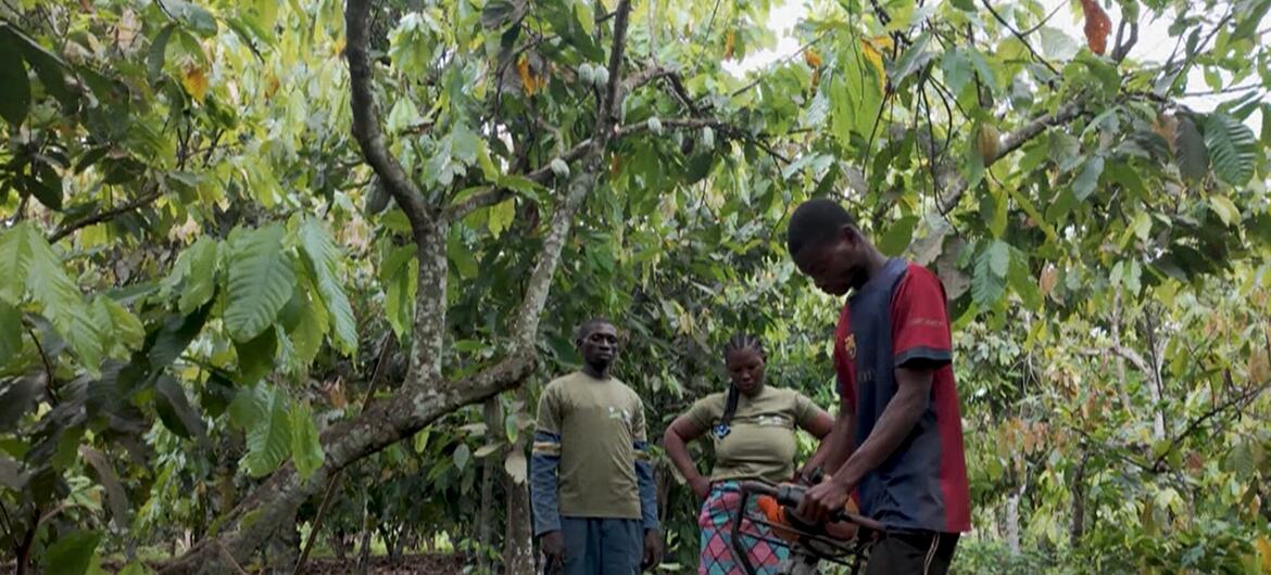 Tres trabajadores africanos en una plantación de cacao en Costa de Marfil, con un hombre que opera un desbrozadora motorizada mientras otros dos observan.