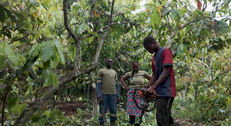 Wafanyakazi watatu Waafrika kwenye shamba la kakao huko Côte d'Ivoire, na mwanamume mmoja akitumia mashine ya kukata mabua ya mawe huku wengine wawili wakitazama.