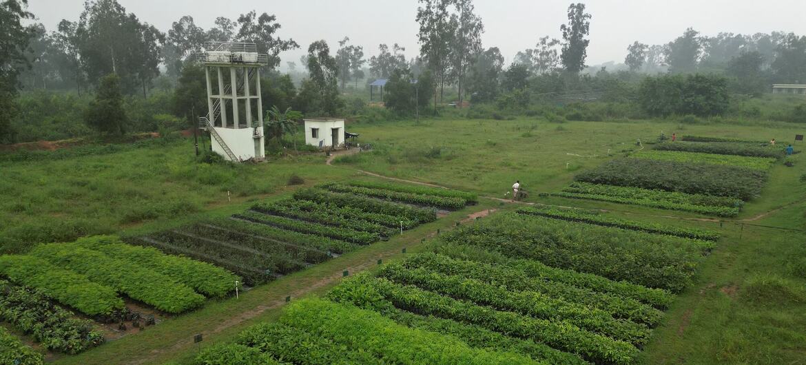 भारत के ओडिशा राज्य के केओंझर में स्थित एक पौधशाला.