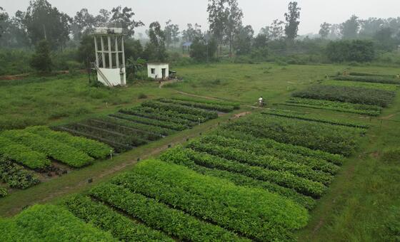 भारत के ओडिशा राज्य के केओंझर में स्थित एक पौधशाला.