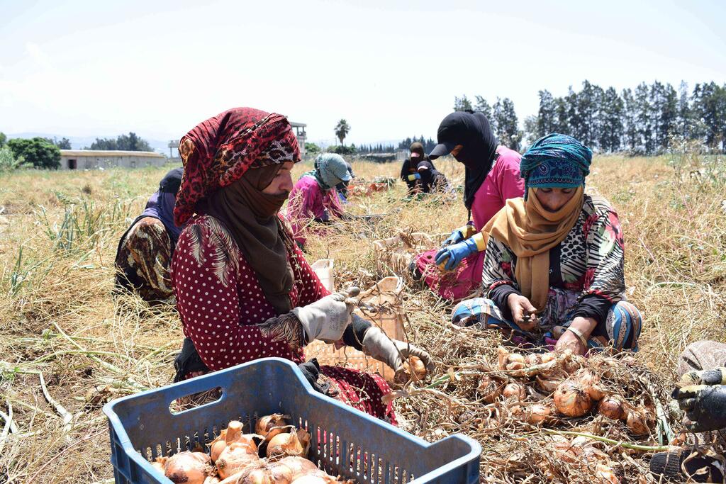 Mujeres de Oriente Medio con pañuelos en la cabeza cosechan cebollas en un campo, ilustrando el impacto del conflicto y la pobreza en las comunidades agrícolas.