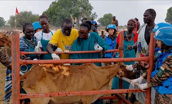 दक्षिण सूडान में संयुक्त राष्ट्र के शांति सेनानियों और महिला पशुचिकित्सकों का एक समूह एक बंधी हुई गाय का इलाज कर रहा है।