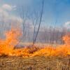 Лесной пожар с ярко-оранжевым пламенем, сжигающим сухую траву и деревья в русском лесу, с дымом, поднимающимся в голубое небо.