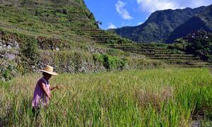 A woman farmer in a straw hat harvests rice in a lush, terraced field surrounded by mountains under a clear blue sky.