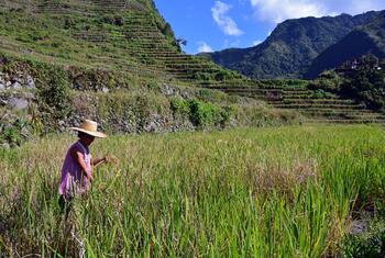 A woman farmer in a straw hat harvests rice in a lush, terraced field surrounded by mountains under a clear blue sky.