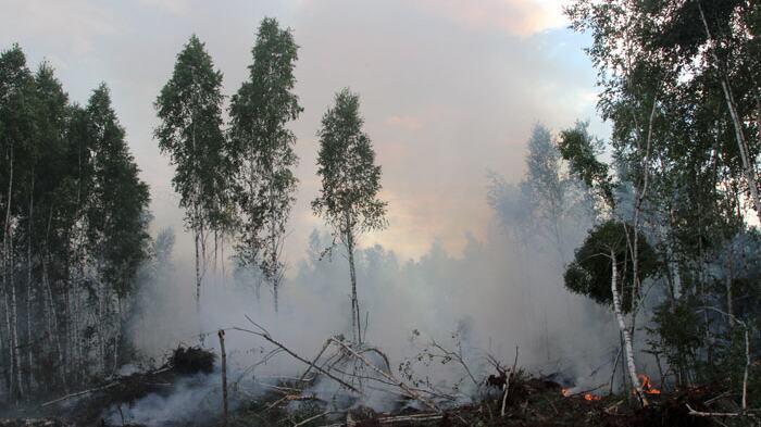 Un incendio forestal en Bielorrusia con humo que se eleva entre los abedules.