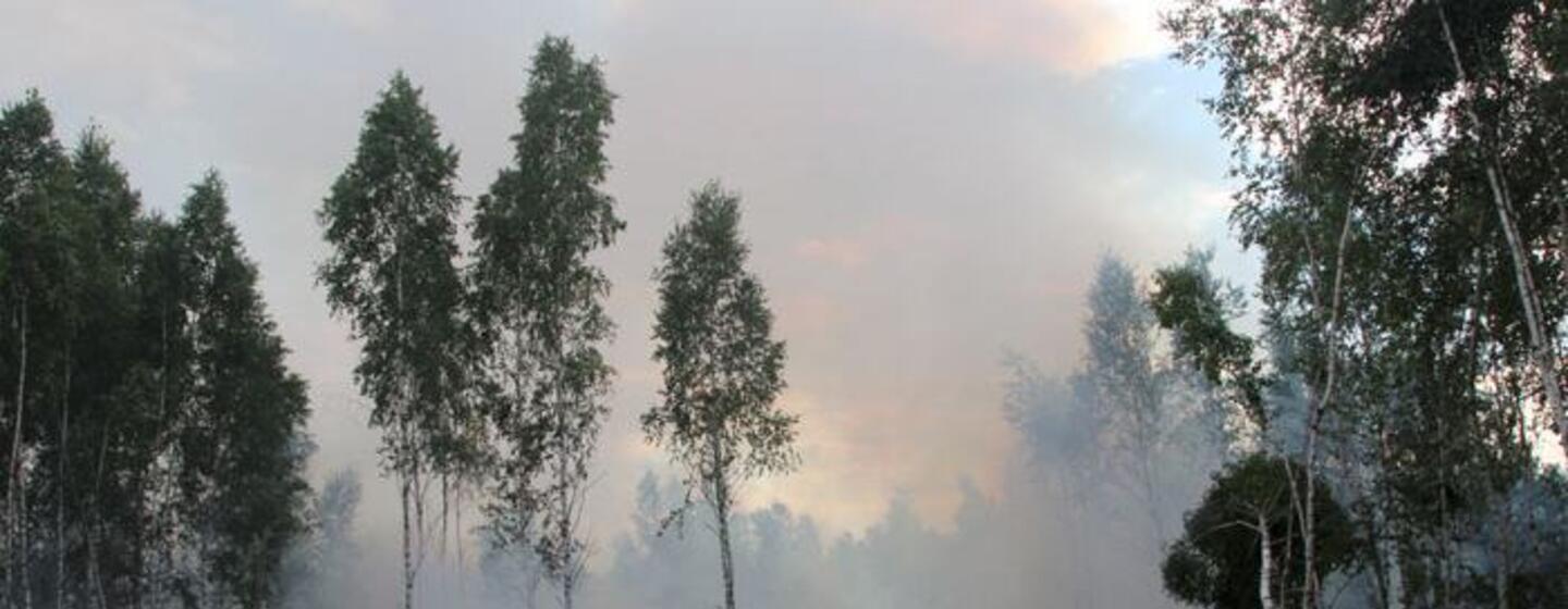 A forest fire in Belarus with smoke rising among birch trees.