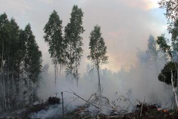 Um incêndio florestal na Bielorrússia com fumaça subindo entre as árvores de bétula.
