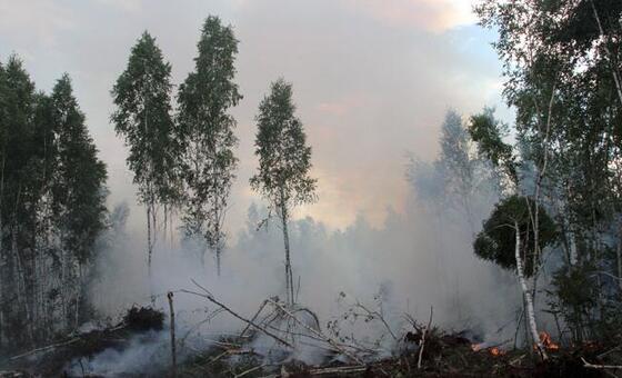 Los bosques son más que un recurso: cómo Bielorrusia protege su ecosistema vital