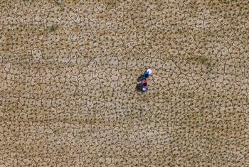 Dos niñas llevan un balde de agua a través de tierras agrietadas y afectadas por la sequía en la Municipalidad Rural Sakhuwa Parsauni, Distrito de Parsa, Provincia de Madhesh, Nepal, destacando el impacto del cambio climático en las comunidades rurales.