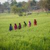 Six femmes indiennes se promènent dans un champ agricole verdoyant dans le village de Brahmangarh, à Udaipur, en Inde, dans le cadre d'une initiative de bassin d'eau soutenue par l'UNICEF pour améliorer la sécurité de l'eau et autonomiser les femmes.