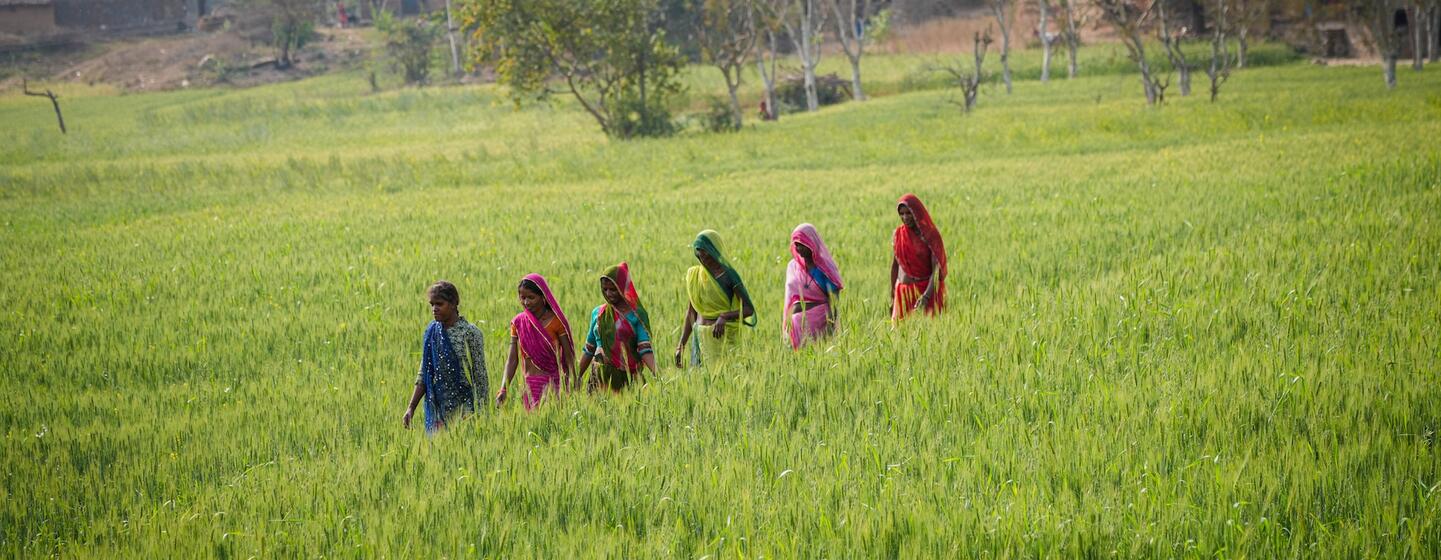 Six femmes indiennes se promènent dans un champ agricole verdoyant dans le village de Brahmangarh, à Udaipur, en Inde, dans le cadre d'une initiative de bassin d'eau soutenue par l'UNICEF pour améliorer la sécurité de l'eau et autonomiser les femmes.