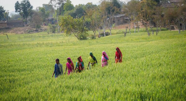 Six femmes indiennes se promènent dans un champ agricole verdoyant dans le village de Brahmangarh, à Udaipur, en Inde, dans le cadre d'une initiative de bassin d'eau soutenue par l'UNICEF pour améliorer la sécurité de l'eau et autonomiser les femmes.