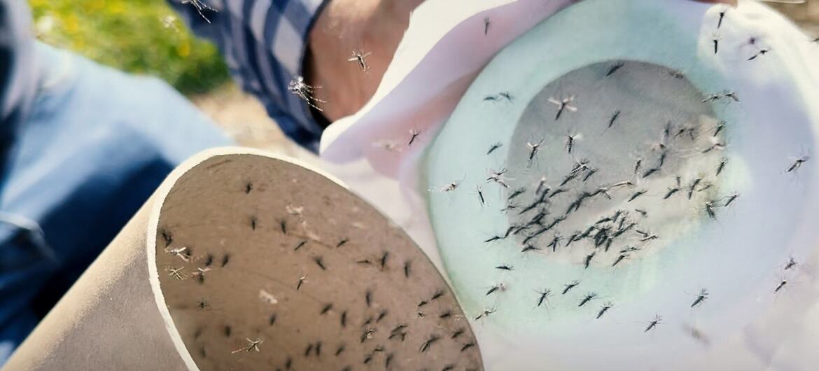 एक शोधकर्ता ऑस्ट्रिया में मच्छरों को इकट्ठा करता है, जो वेक्टर-प्रसारित रोग नियंत्रण पर आईएईए और एफएओ के सहयोग से किए गए अध्ययन का हिस्सा है।