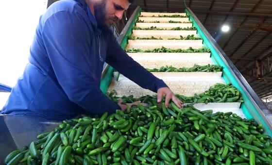 UN Aid Helps Gaza Farmers Grow Veggies for 100K