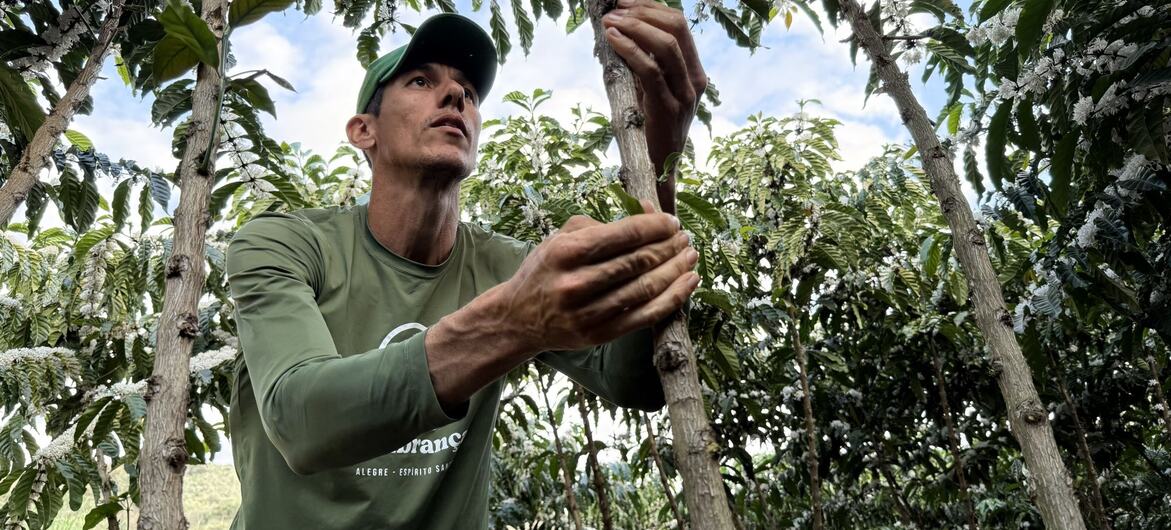 Um homem chamado Fabio Souza, usando uma camisa verde e chapéu, está inspecionando plantas de café em uma plantação.