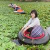 在中国湖北省，一位中国妇女用轮胎和篮子从睡莲池中采摘荸荠，她对着镜头微笑。背景中可以看到其他工人。