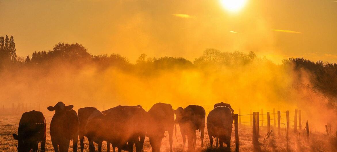 A herd of cattle stands in a field, silhouetted against a bright sun and a golden, misty sky at sunrise or sunset.
