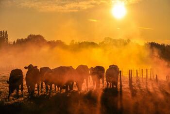 A herd of cattle stands in a field, silhouetted against a bright sun and a golden, misty sky at sunrise or sunset.
