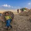 A young boy sits in a large woven basket in a rural field. In the background, people are working with a green threshing machine amidst piles of harvested straw and grain under a blue sky.