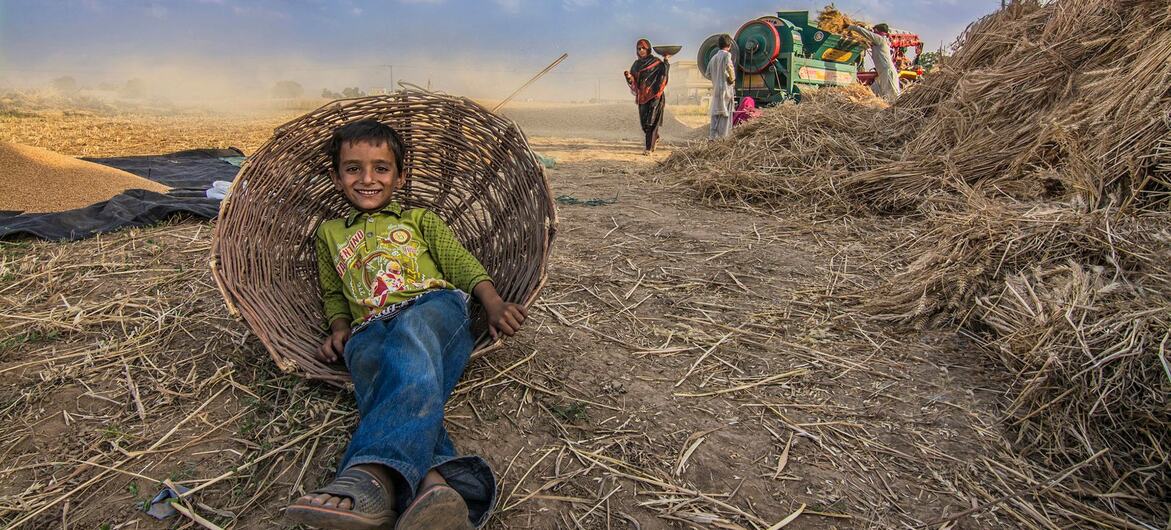 A young boy sits in a large woven basket in a rural field. In the background, people are working with a green threshing machine amidst piles of harvested straw and grain under a blue sky.