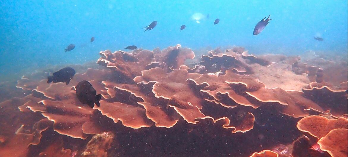 Vista subaquática de um recife de coral com vários peixes nadando acima das formações de coral marrom em águas azuis.