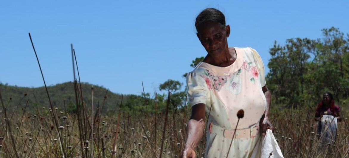 Uma senhora idosa, vestida com um vestido claro bordado com flores, colhe plantas em um campo seco no Brasil, enquanto outra pessoa trabalha ao fundo.