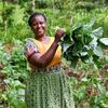 Mwanamke Mkenya aliyevaa gauni la njano na kijani kibichi ameshikilia rundo kubwa la majani mabichi bustanini.