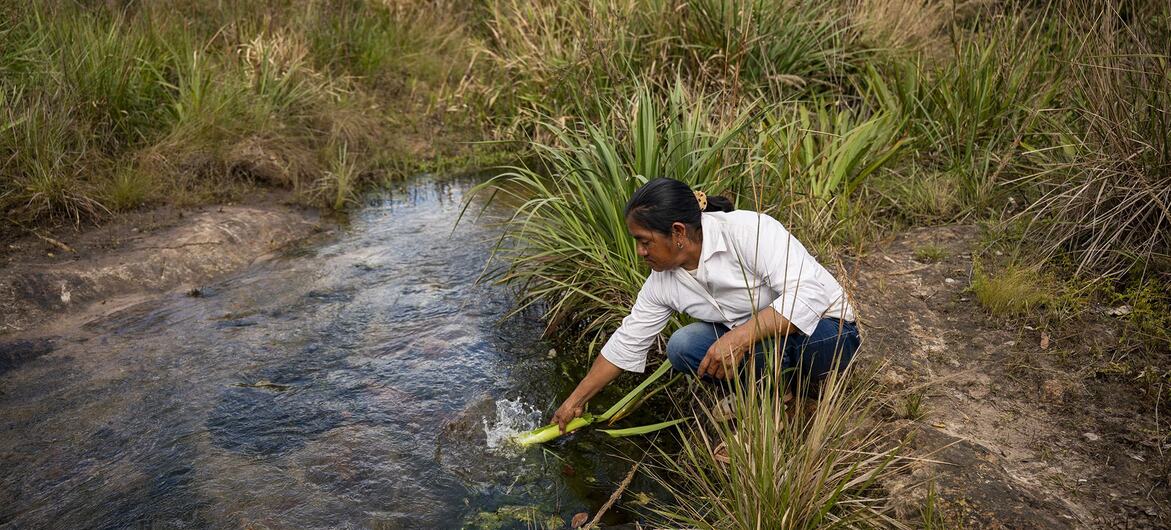 Una mujer en una zona rural de Paraguay se agacha junto a un arroyo y utiliza una hoja verde para comprobar la calidad del agua.