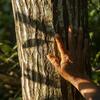 A mão de uma pessoa repousa sobre o tronco de uma árvore em uma floresta.