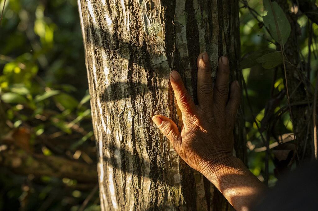 La mano de una persona descansa sobre el tronco de un árbol en un bosque.