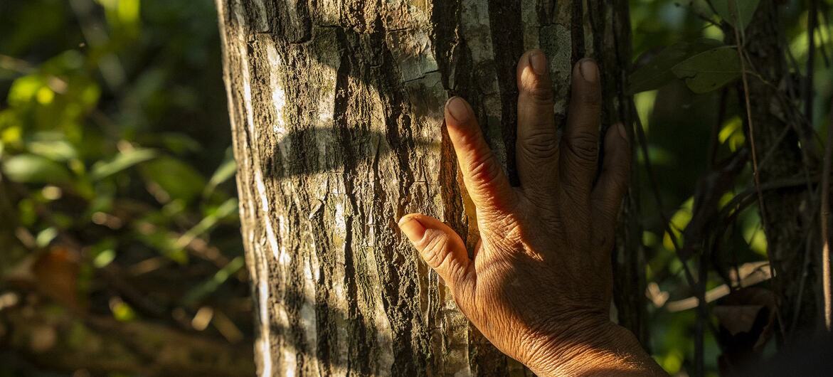 A mão de uma pessoa repousa sobre o tronco de uma árvore em uma floresta.