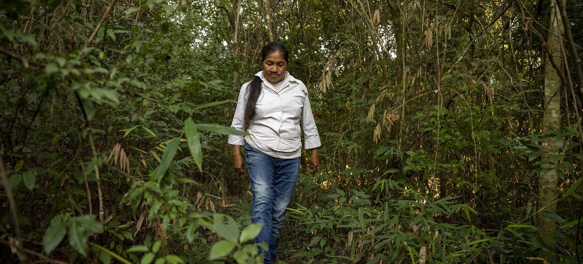 Una mujer camina por un sendero a través de un denso bosque verde en Paraguay.