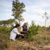 Un agrónomo y un agricultor inspeccionan un joven retoño en un campo rural de Paraguay.